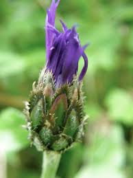 Attēlu rezultāti vaicājumam “Centaurea jacea bud”