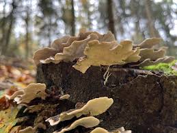 Attēlu rezultāti vaicājumam “Trametes versicolor”