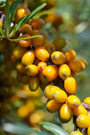 Attēlu rezultāti vaicājumam “Hippophae rhamnoides fruit”