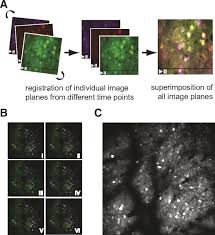 Image result for backmodel terzi