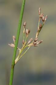 Attēlu rezultāti vaicājumam “Juncus balticus”