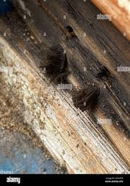 Attēlu rezultāti vaicājumam “Stemonitidaceae”