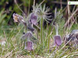 Attēlu rezultāti vaicājumam “Pulsatilla pratensis leaf”