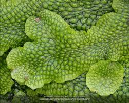 Attēlu rezultāti vaicājumam “Conocephalum”