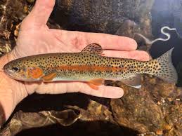 Image result for Oncorhynchus mykiss