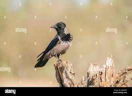 Attēlu rezultāti vaicājumam “Corvus cornix adult”