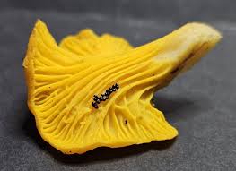 Attēlu rezultāti vaicājumam “Diderma rufostriatum”