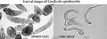 Attēlu rezultāti vaicājumam “Phronia sp. larva”