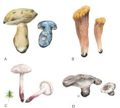 Attēlu rezultāti vaicājumam “Inonotus leporinus”