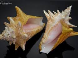 Image result for Aliger gigas