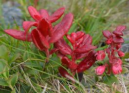 Attēlu rezultāti vaicājumam “Exobasidium splendidum”