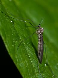 Attēlu rezultāti vaicājumam “Trichocera”