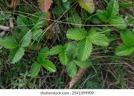 Attēlu rezultāti vaicājumam “Fragaria viridis leaf”