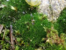 Attēlu rezultāti vaicājumam “Bryoerythrophyllum recurvirostrum sporophyte”