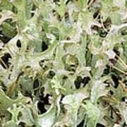 Attēlu rezultāti vaicājumam “Cetraria islandica”