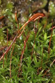 Attēlu rezultāti vaicājumam “Bryoerythrophyllum recurvirostrum”