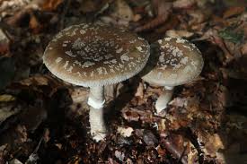 Attēlu rezultāti vaicājumam “Amanita excelsa”