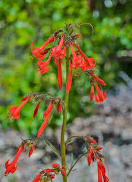 Attēlu rezultāti vaicājumam “Polemoniaceae”