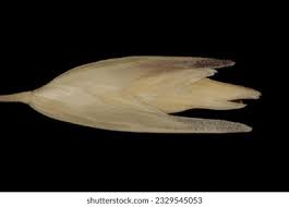 Attēlu rezultāti vaicājumam “Danthonia decumbens fruit”