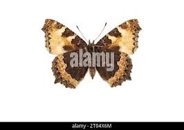 Attēlu rezultāti vaicājumam “Aglais urticae underside”