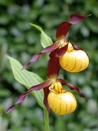 Attēlu rezultāti vaicājumam “Cypripedium calceolus”