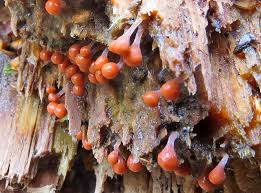 Attēlu rezultāti vaicājumam “Lycogala ustulatum macro”