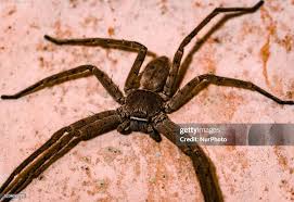 Attēlu rezultāti vaicājumam “Sparassidae”