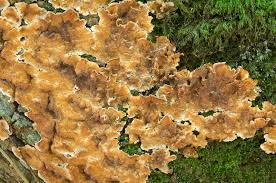 Attēlu rezultāti vaicājumam “Stereum rugosum”