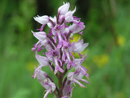Attēlu rezultāti vaicājumam “Orchis militaris”
