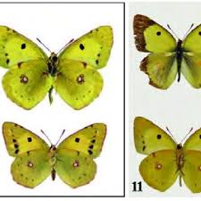 Attēlu rezultāti vaicājumam “Colias croceus underside”