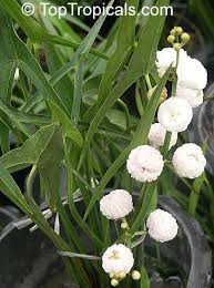 Attēlu rezultāti vaicājumam “Sagittaria sagittifolia”