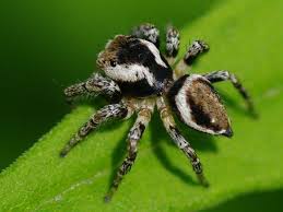 Attēlu rezultāti vaicājumam “Evarcha falcata male”