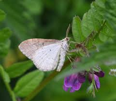 Attēlu rezultāti vaicājumam “Xanthorhoe montanata”