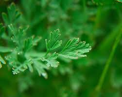 Attēlu rezultāti vaicājumam “Eschscholzia californica leaf”