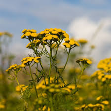 Attēlu rezultāti vaicājumam “Tanacetum vulgare flower”
