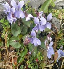 Attēlu rezultāti vaicājumam “Viola rupestris leaf”