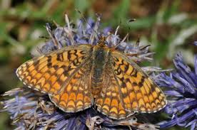Attēlu rezultāti vaicājumam “Melitaea phoebe underside”