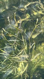 Attēlu rezultāti vaicājumam “Potamogeton compressus”