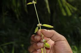 Attēlu rezultāti vaicājumam “Trifolium dubium bud”
