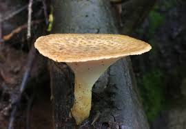 Attēlu rezultāti vaicājumam “Polyporus”