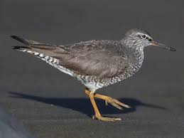 Attēlu rezultāti vaicājumam “Tringa totanus adult”