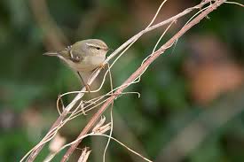 Image result for Phylloscopus humei