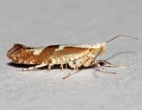 Attēlu rezultāti vaicājumam “Argyresthia pruniella”