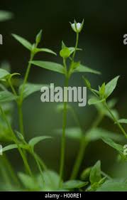 Attēlu rezultāti vaicājumam “Moehringia trinervia flower”