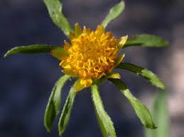 Attēlu rezultāti vaicājumam “Bidens frondosa”