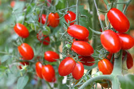 Image result for Tomate