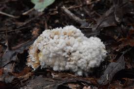 Attēlu rezultāti vaicājumam “Postia ptychogaster”