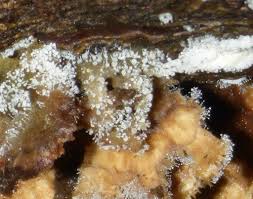 Attēlu rezultāti vaicājumam “Polycephalomyces tomentosus”