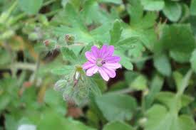 Attēlu rezultāti vaicājumam “Geranium molle flower”
