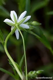 Attēlu rezultāti vaicājumam “Stellaria graminea flower”